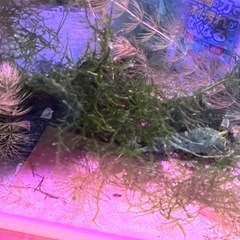 ウィローモス　水草　メダカ　エビ