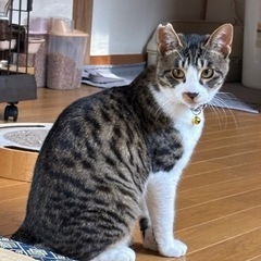 甘えん坊の男の子😽譲渡会参加予定