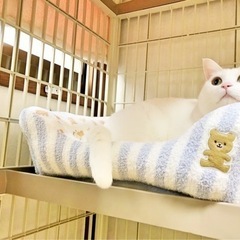 ペット用ハウス、ペット用ブランケット