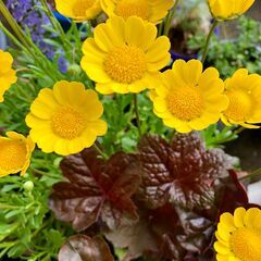 ムルチコーレの春の寄せ植え