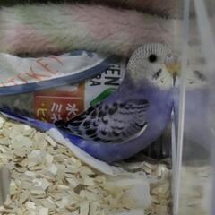 セキセイインコ二話