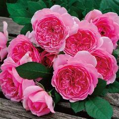 【薔薇苗木】ローズ・ポンパドゥール