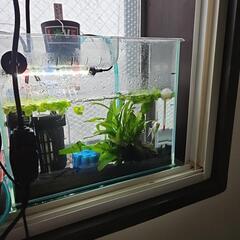 決まりました。再投稿します。熱帯魚あげます🐠