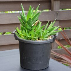 【多肉植物/アロエ】不夜城(ノビリス) 群生株/南アフリカ原産 ...
