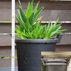 【多肉植物/アロエ】不夜城(ノビリス) 群生株/南アフリカ原産 ユリ科アロエ属の画像