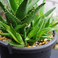 【多肉植物/アロエ】不夜城(ノビリス) 群生株/南アフリカ原産 ユリ科アロエ属の画像