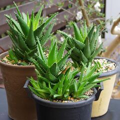 【多肉植物/アロエ】不夜城(ノビリス) 群生株/南アフリカ原産 ユリ科アロエ属の画像