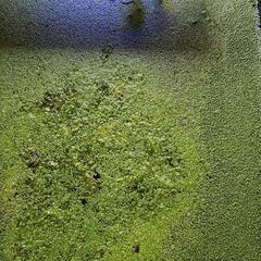 水草いろいろの画像