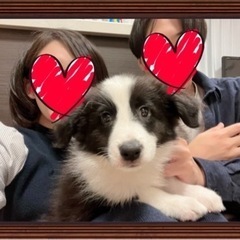 北陸で中型犬・大型犬を飼っている方、情報共有しませんか？💡