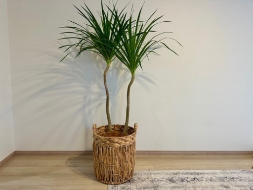 観葉植物　家具 インテリア雑貨/小物 置物、オブジェ