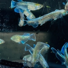 No.40メダカ（エメキン）の画像