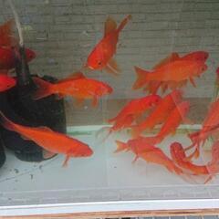 金魚