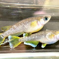 【改良メダカ】フロマージュの稚魚1匹（10匹ごとにオマケあり）の画像