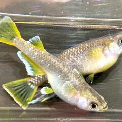 【改良メダカ】フロマージュの稚魚1匹（10匹ごとにオマケあり）の画像
