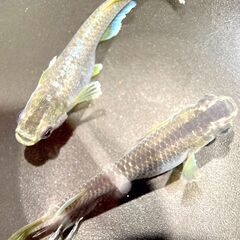 【改良メダカ】フロマージュの稚魚1匹（10匹ごとにオマケあり）の画像