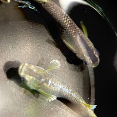 【改良メダカ】フロマージュの稚魚1匹（10匹ごとにオマケあり）の画像