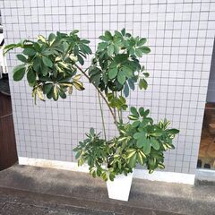 ホンコンカポック　約２ｍ　陶器製鉢付き