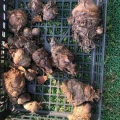 [今週限定]無農薬　里芋の種芋　新玉ねぎおまけ 202404192