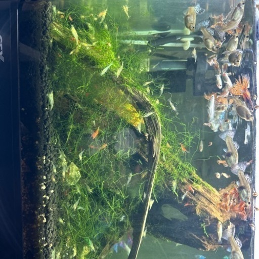 【値下げ・追記】GEX  水槽＆水槽台 メダカ、グッピー、レッドシュリンプ、コリドラス、その他フルセット