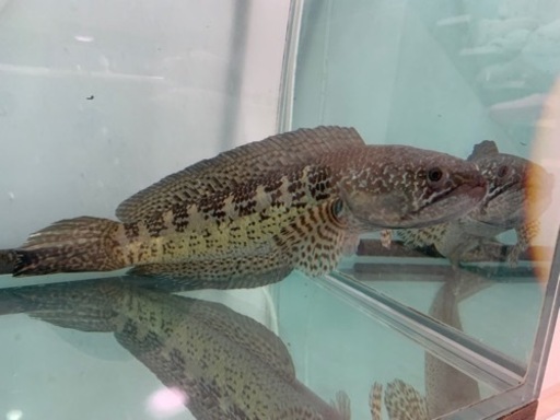 バイオレットスネークヘッド