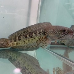 バイオレットスネークヘッド