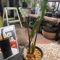 お譲り先が決まりました。アロカシア ラウテルバキアナとオルビフォリアの画像