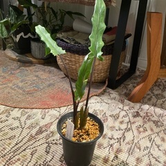 お譲り先が決まりました。アロカシア ラウテルバキアナとオルビフォリア
