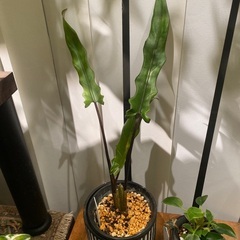 お譲り先が決まりました。アロカシア ラウテルバキアナとオルビフォリアの画像