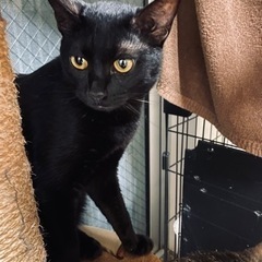 ♀小柄な黒猫のキキちゃん🐈‍⬛　推定6ヶ月　里親　急募集！