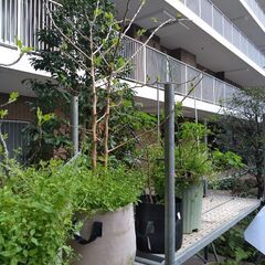 桑の木　雄株2本　約1→1､5ｍに成長中