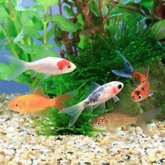 ミックス金魚　　