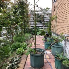 (決まりました🙏)ブラックベリー苗③