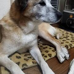 急募 - 犬