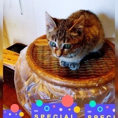 なるとくん♂5ヶ月お膝に乗るのが大好きな甘えん坊💗
