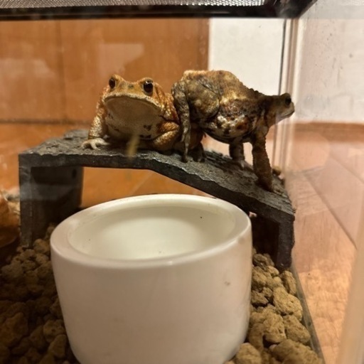 両生類生体　爬虫類両生類エサ