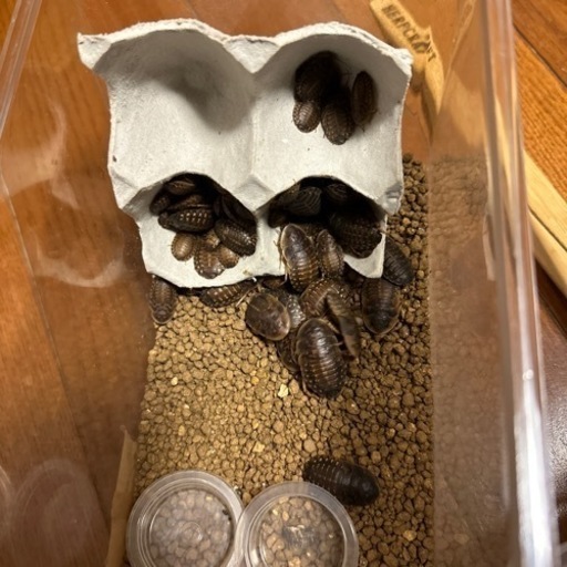 両生類生体　爬虫類両生類エサ