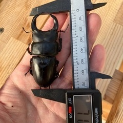 オオクワガタペア
