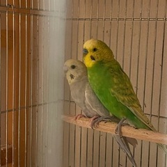 セキセイインコ ペア