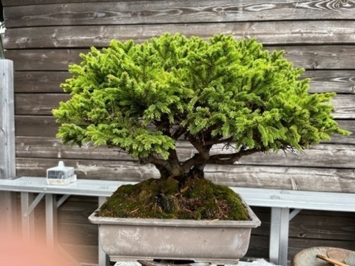 盆栽、アカエゾ松盆栽、赤蝦夷松盆栽、アカエゾ寄植え、松林