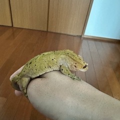 里親決まりました！クレステッドゲッコー　グリーンダルメシアン