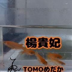 めだか1ペアの画像