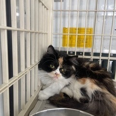 可愛いエキゾチックの女の子3歳