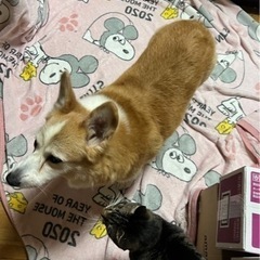食いしん坊コーギーちゃん − 鹿児島県