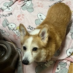 食いしん坊コーギーちゃん - 薩摩郡