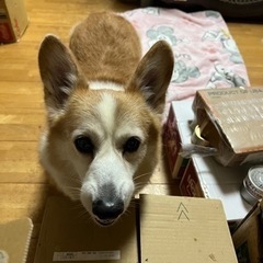 食いしん坊コーギーちゃん - 犬