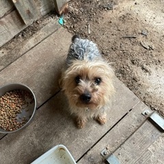 ヨークシャ・テリア - 犬