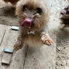 ヨークシャ・テリア