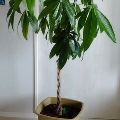 観葉植物（パキラ）