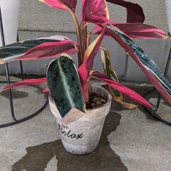 【決まりました】観葉植物　カラテア　ストロマンテ　トリオスター