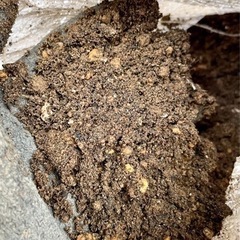 花壇の土　14Lの画像